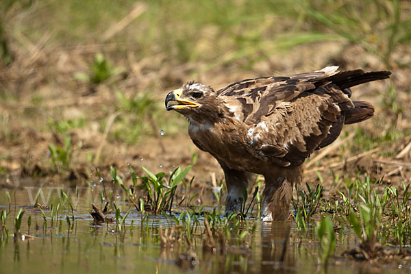 Steppenadler (Aquila nipalensis)