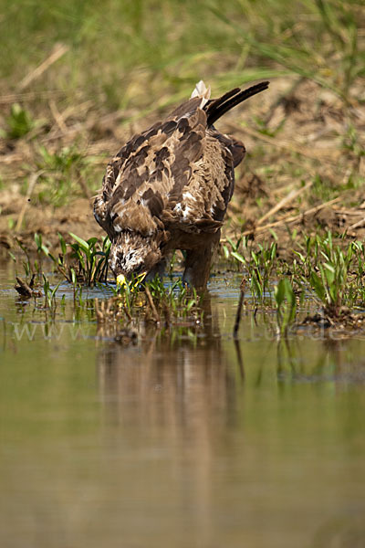 Steppenadler (Aquila nipalensis)