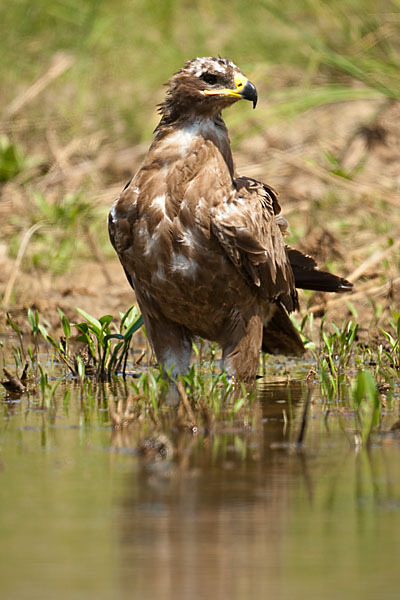 Steppenadler (Aquila nipalensis)