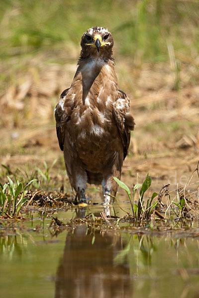 Steppenadler (Aquila nipalensis)