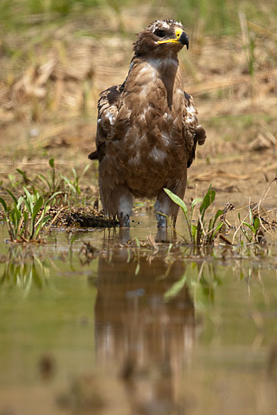 Steppenadler (Aquila nipalensis)