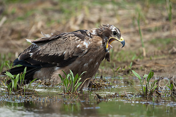 Steppenadler (Aquila nipalensis)