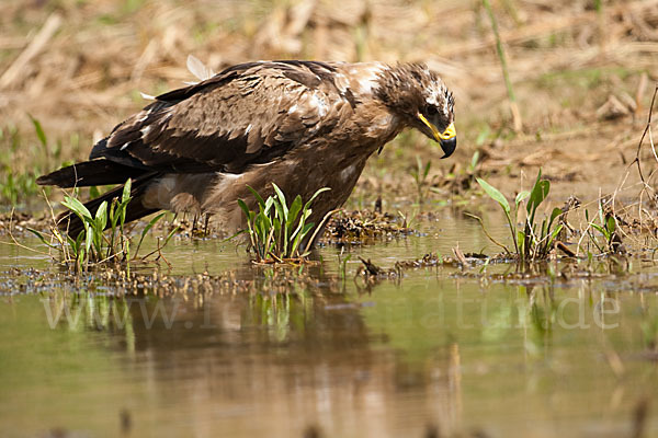 Steppenadler (Aquila nipalensis)