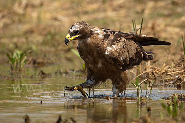 Steppenadler (Aquila nipalensis)