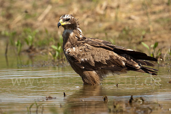 Steppenadler (Aquila nipalensis)