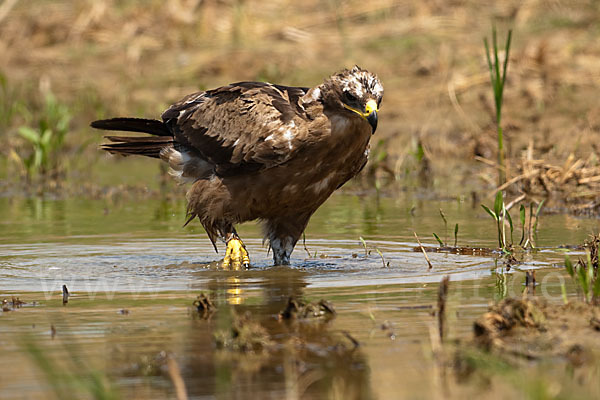 Steppenadler (Aquila nipalensis)