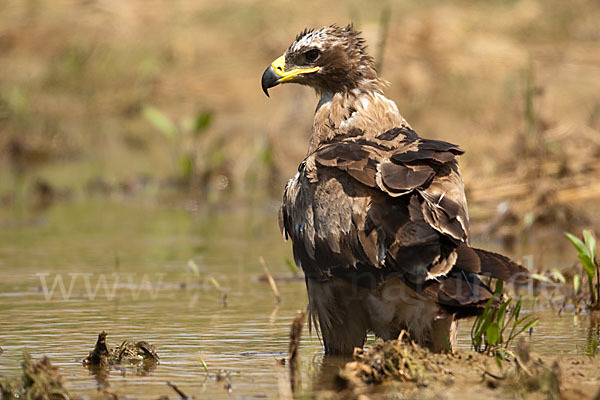 Steppenadler (Aquila nipalensis)