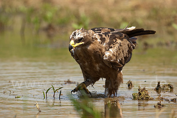 Steppenadler (Aquila nipalensis)