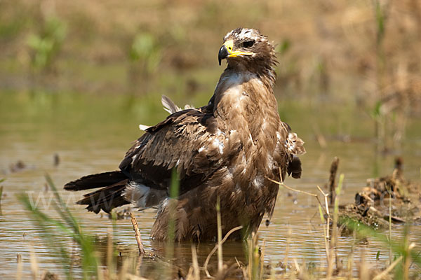 Steppenadler (Aquila nipalensis)