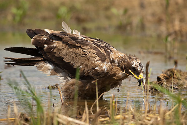 Steppenadler (Aquila nipalensis)