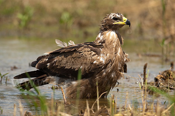 Steppenadler (Aquila nipalensis)