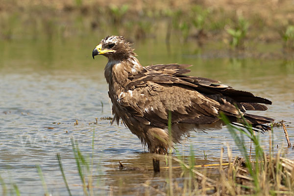 Steppenadler (Aquila nipalensis)