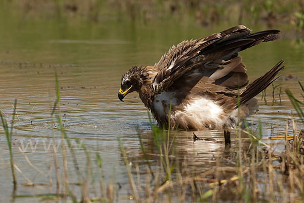 Steppenadler (Aquila nipalensis)