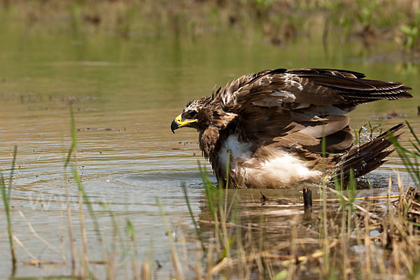 Steppenadler (Aquila nipalensis)