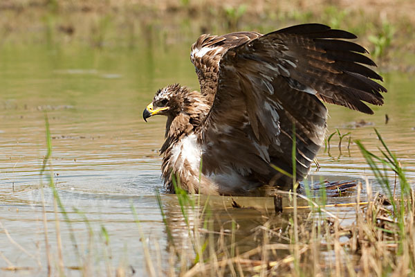 Steppenadler (Aquila nipalensis)