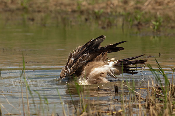 Steppenadler (Aquila nipalensis)