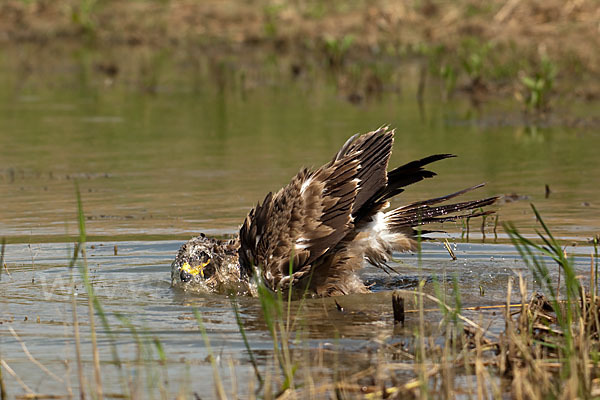 Steppenadler (Aquila nipalensis)