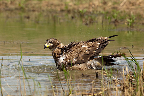 Steppenadler (Aquila nipalensis)