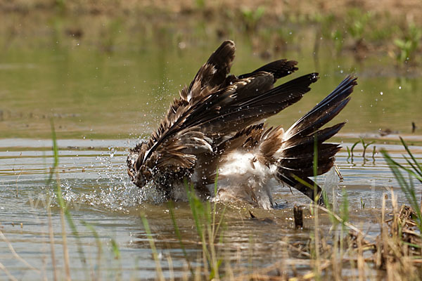 Steppenadler (Aquila nipalensis)