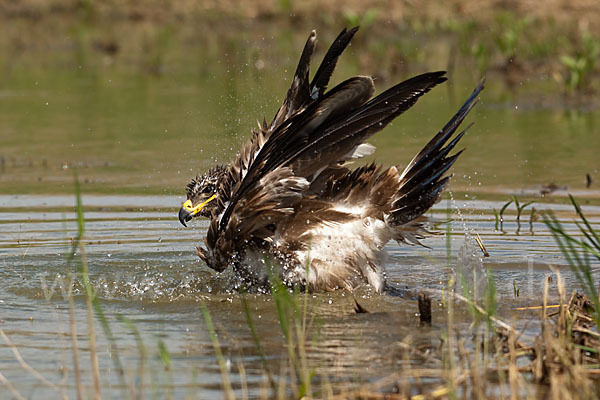 Steppenadler (Aquila nipalensis)