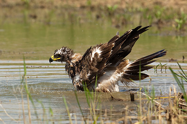 Steppenadler (Aquila nipalensis)