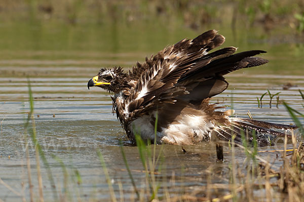 Steppenadler (Aquila nipalensis)