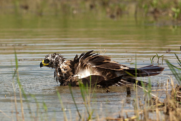 Steppenadler (Aquila nipalensis)