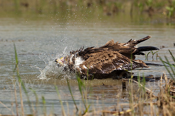 Steppenadler (Aquila nipalensis)