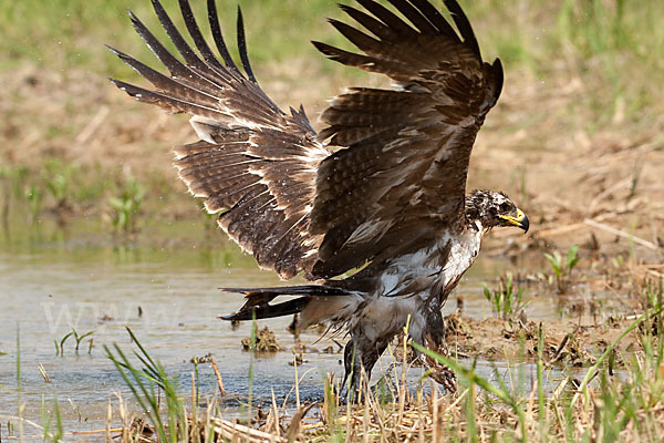 Steppenadler (Aquila nipalensis)