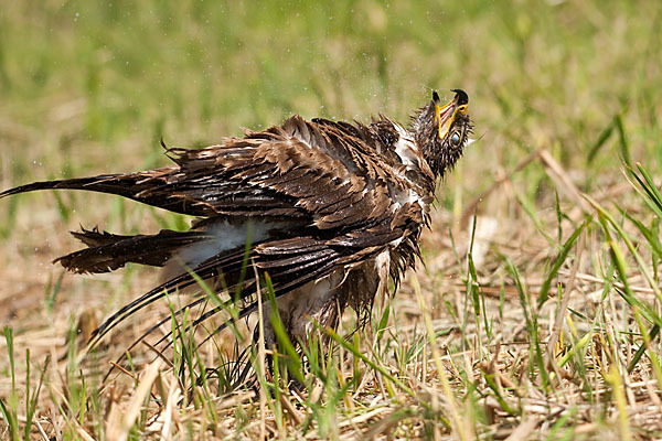 Steppenadler (Aquila nipalensis)