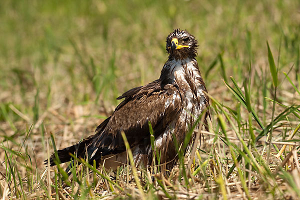 Steppenadler (Aquila nipalensis)