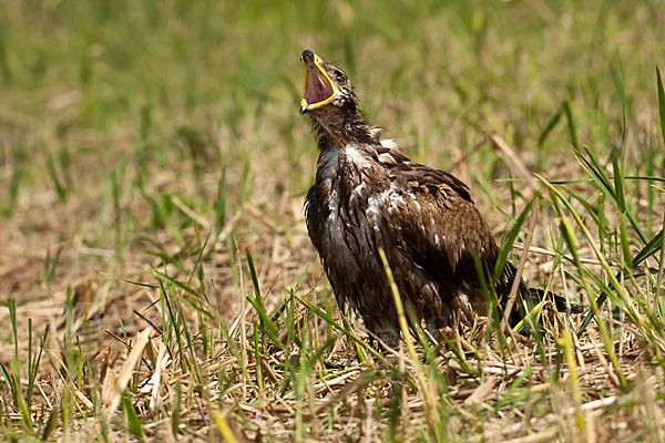 Steppenadler (Aquila nipalensis)