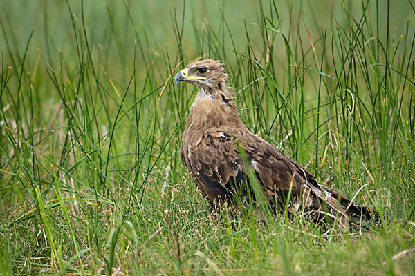 Steppenadler (Aquila nipalensis)