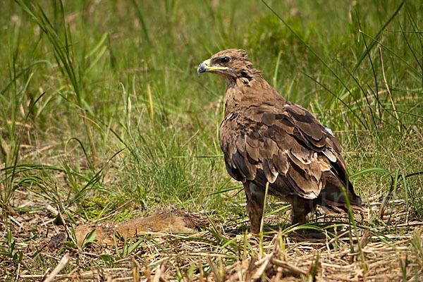 Steppenadler (Aquila nipalensis)