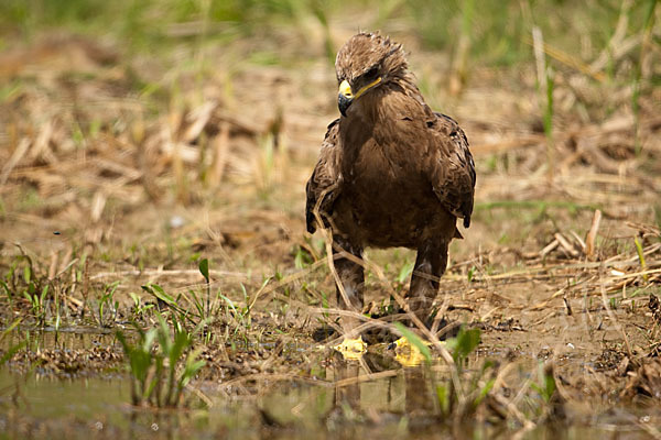 Steppenadler (Aquila nipalensis)