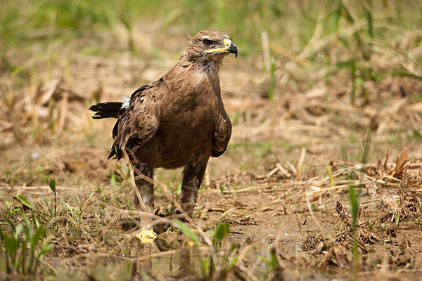 Steppenadler (Aquila nipalensis)