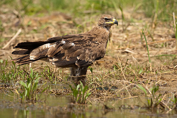 Steppenadler (Aquila nipalensis)