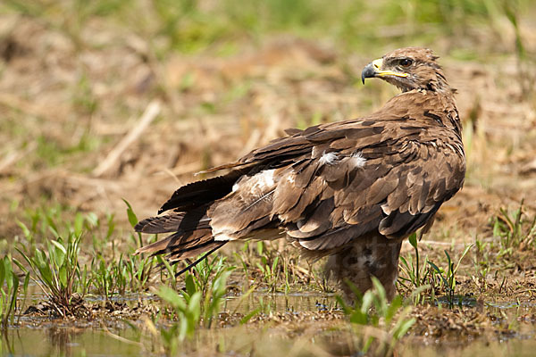 Steppenadler (Aquila nipalensis)