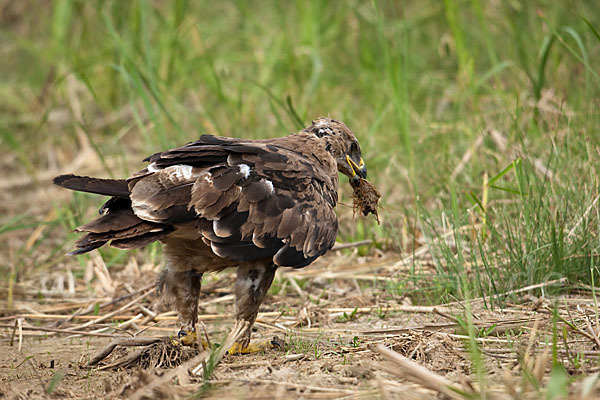 Steppenadler (Aquila nipalensis)