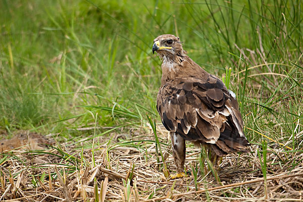 Steppenadler (Aquila nipalensis)