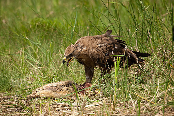 Steppenadler (Aquila nipalensis)