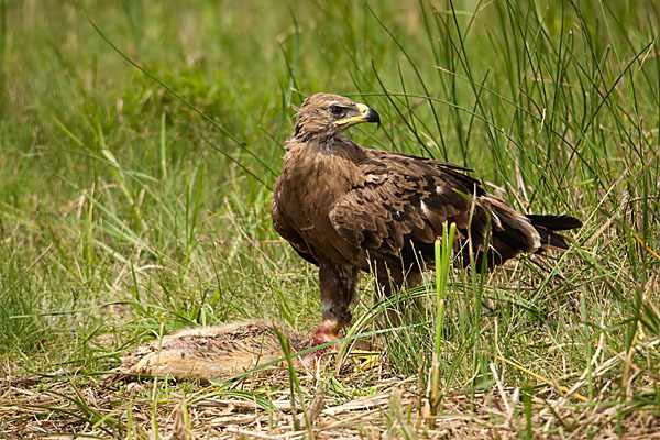 Steppenadler (Aquila nipalensis)