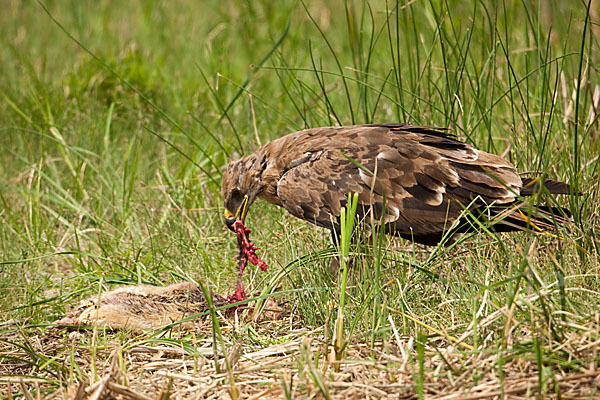 Steppenadler (Aquila nipalensis)