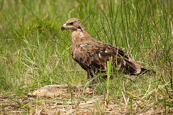 Steppenadler (Aquila nipalensis)