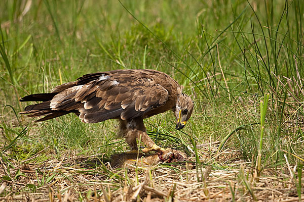 Steppenadler (Aquila nipalensis)