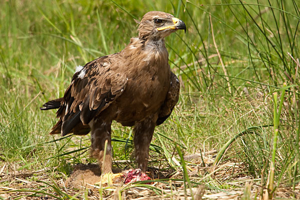 Steppenadler (Aquila nipalensis)