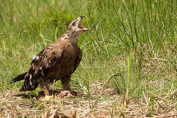 Steppenadler (Aquila nipalensis)