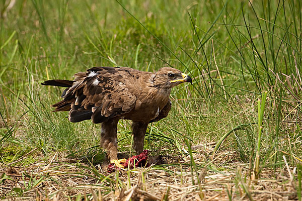 Steppenadler (Aquila nipalensis)