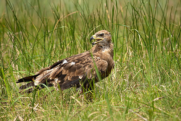 Steppenadler (Aquila nipalensis)