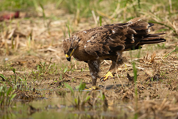 Steppenadler (Aquila nipalensis)